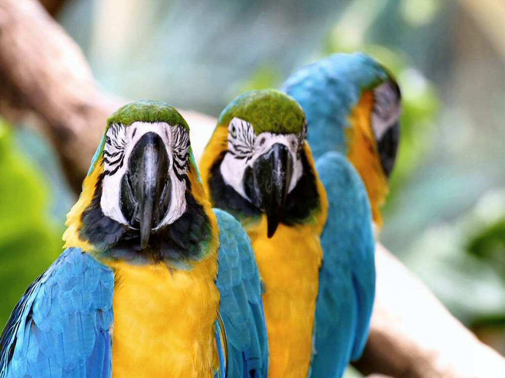 Parrots.jpg